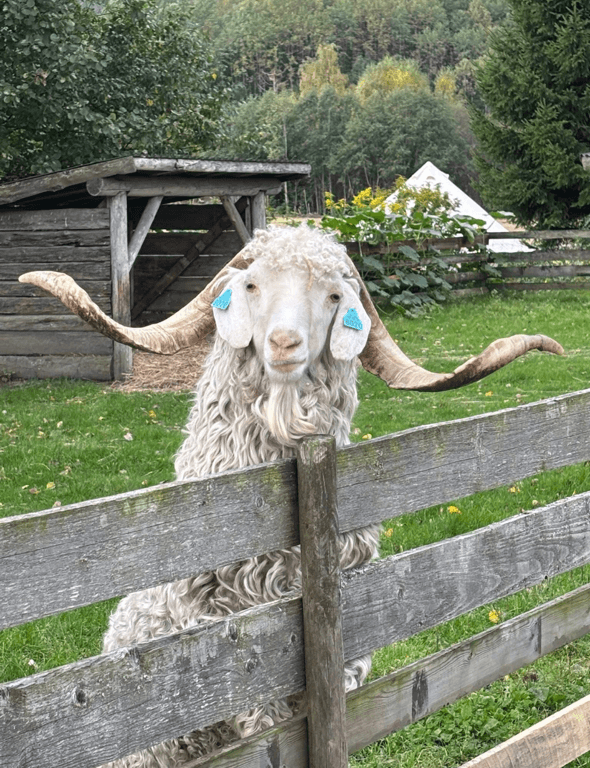Angorageit med lange horn