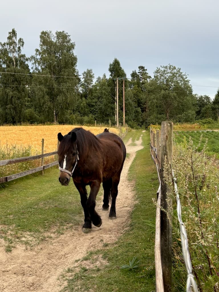 På tur langs gjerdet